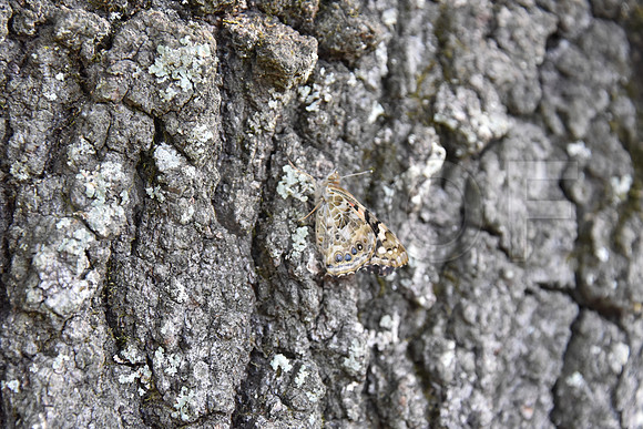 DSC_0523