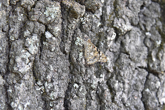 DSC_0522